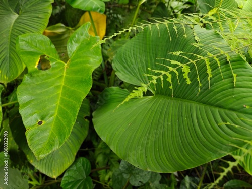 Tropical Green Leaves Closeup View