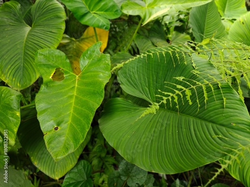 Tropical Green Leaves Closeup View