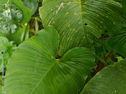 Tropical Green Leaves Closeup View