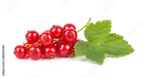 Fresh red currant berries on a branch with green leaf isolated on white background