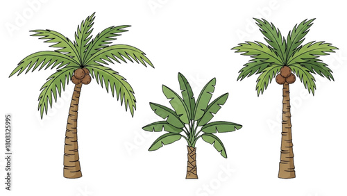 Vector illustration of three different tropical palm trees isolated on white background