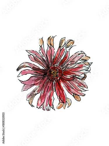 single pink flower hand drawing watercolor illustration