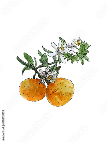 orange citrus branch hand drawing watercolor illustration
