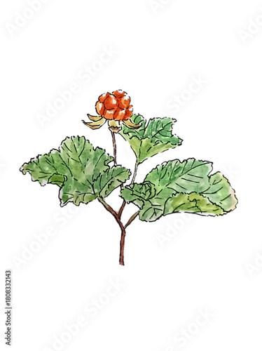 clouberry plant hand drawing watercolor illustration