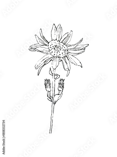 yellow arnica flower in line black and isolated white background