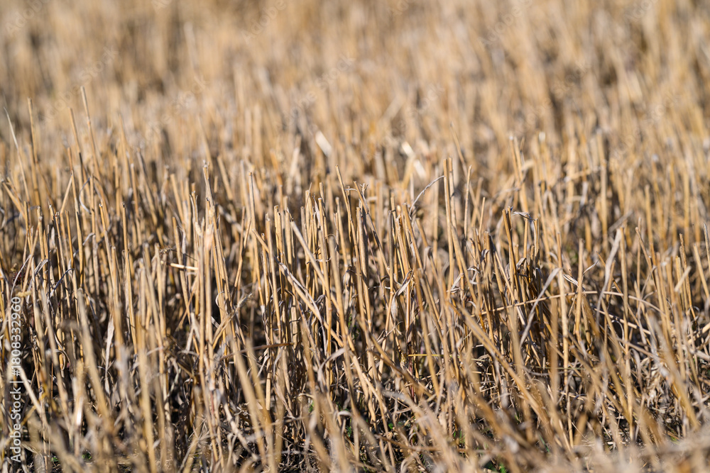 Naklejka premium A Harvested Field is Waiting with Stubble Amidst Beautiful Nature and Surroundings
