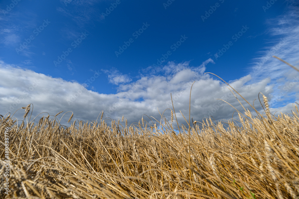 Obraz premium A stunning golden wheat field stretches beneath a bright blue sky with fluffy white clouds