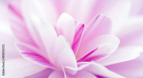 Close up of a pink flower with white petals in soft light
