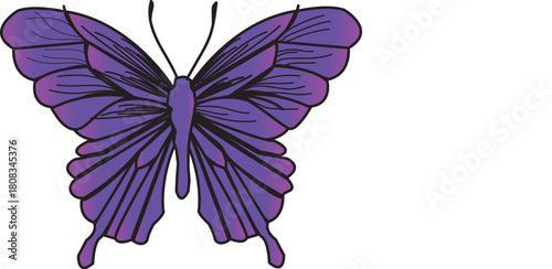 butterfly isolated on white background