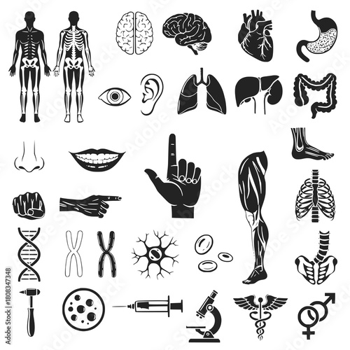 Explore human anatomy with detailed medical icons perfect for educational materials, scientific presentations, or healthcare designs, with clean, precise silhouettes and clear symbolism