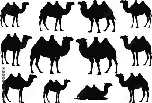 Collection of Bactrian camel silhouettes vector illustration, desert wildlife graphic design, black animal shapes for travel, nature, culture, and nomadic lifestyle themes