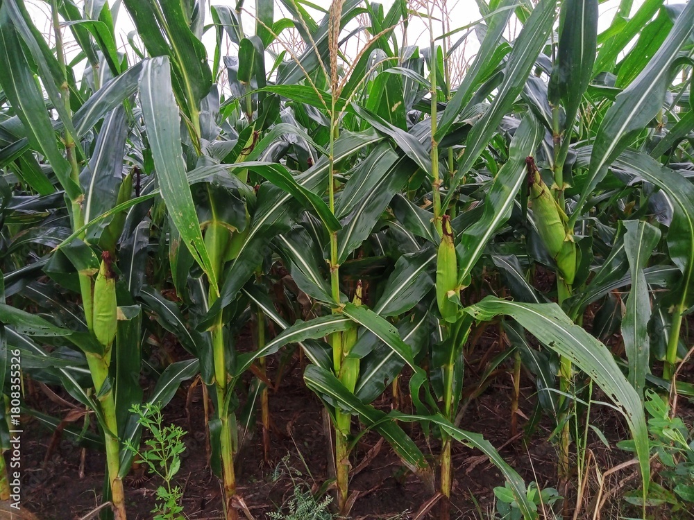 Fototapeta premium fresh green grass