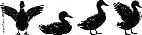 Duck silhouette vector collection, detailed bird illustration for wildlife art, farm animal design, nature concept, flying and sitting duck graphic