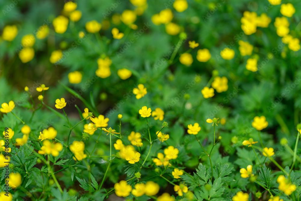 Obraz premium Vibrant yellow wildflowers thrive beautifully amidst the lush greenery of the landscape
