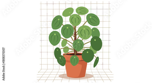 Trendy Pilea peperomioides in terracotta pot radiates modern, minimalist style for home decor and botanical beauty in any space