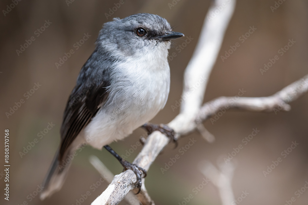 Fototapeta premium White-breasted robin (Eopsaltria georgiana), Albany, Western Australia