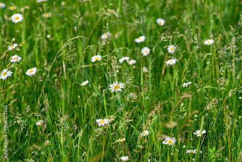 A vast Lush Green Meadow adorned with vibrant Wildflowers in full Bloom showcasing natures beauty