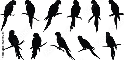 Parrot silhouettes collection on branches, tropical bird vector illustration, exotic wildlife black shapes for tattoo, logo, art, design, print, and decoration