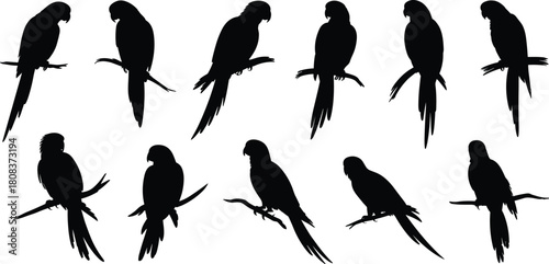 Parrot silhouettes perched on branches, tropical bird vector illustration, exotic wildlife design, black parrot shapes for logo, tattoo, art, decoration