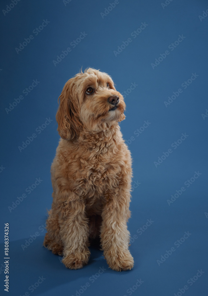 Fototapeta premium A Labradoodle with curly fur sits and looks up, set against a blue background.