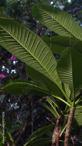 Vertical low shot rainy season with tropical rain, wet plumeria branches and dripping leaves.