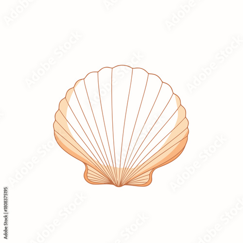 Scallop seashell illustration with radiating lines, delicate outline, isolated on