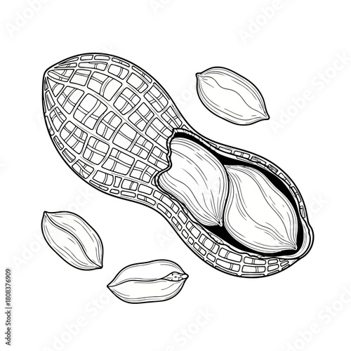 Detailed black and white line drawing of a cracked peanut shell revealing edible kernel inside, isolated on for food art