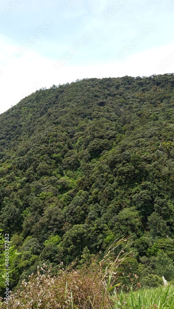 Obraz premium mountain landscape with green grass