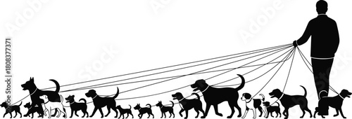Silhouette vector illustration of a professional dog walker holding many leashes, walking a large pack of diverse dogs, white background.