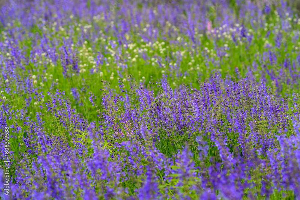 Naklejka premium A Beautiful, Vibrant Purple Flower Field Stretching Out Under a Bright Green Grass Carpet
