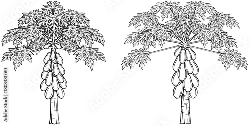 Two papaya trees with ripe fruits isolated on, showcasing their unique growth patterns and botanical details