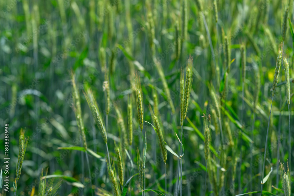 Fototapeta premium A lush green wheat field thrives beautifully under bright sunlight in a clear blue sky