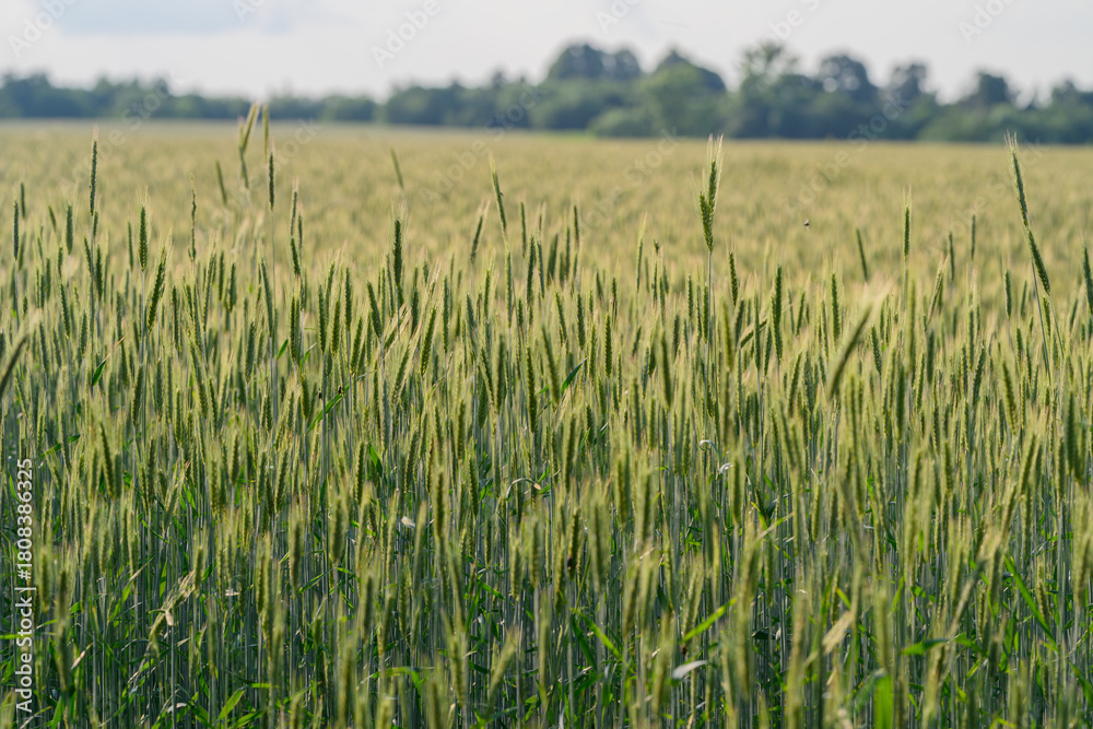 Naklejka premium A Beautiful and Vibrant Wheat Field Spreading Out Under a Clear Blue Sky Above Us