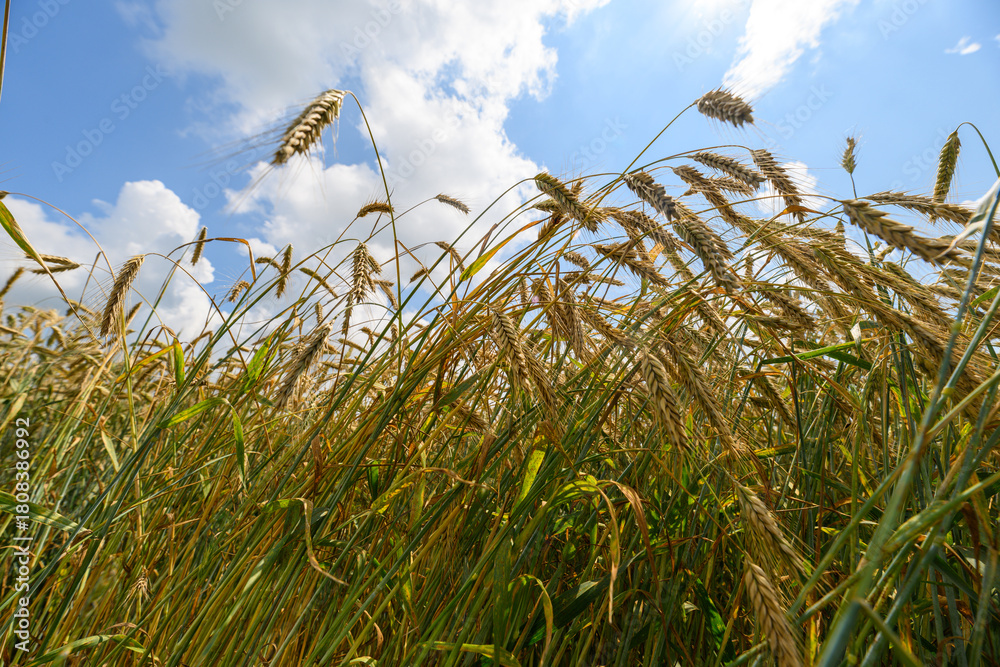 Obraz premium Lush Golden Grains Under a Bright and Beautiful Sky, Shining with Vibrant Colors and Life