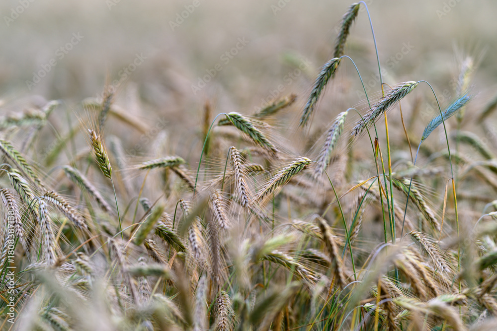 Fototapeta premium Wheat Field in Soft Light, where natures beauty flourishes under gentle sunlight and breezes