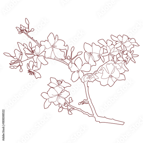  yellow apricot flower traditional lunar new year in vietnam