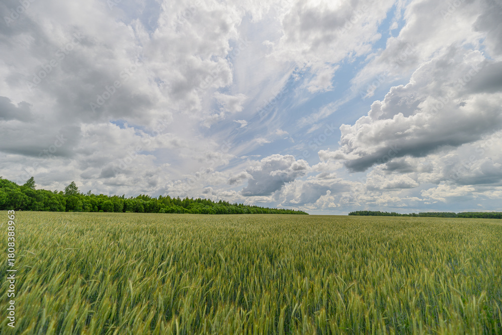 Obraz premium A Lush Green Field Spanning Vast Areas Beneath a Dramatic Sky Full of Clouds and Beauty