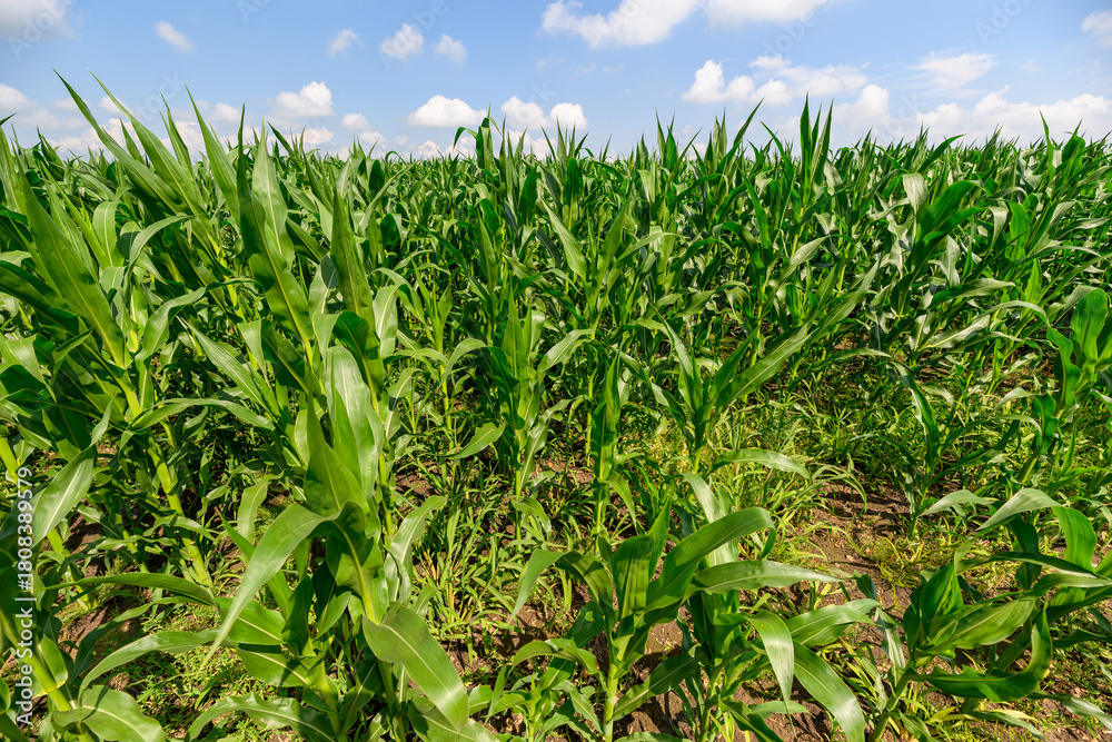 Naklejka premium A Colorful and Vibrant Cornfield Beneath a Clear Blue Expansive Sky in Full Summer Glory