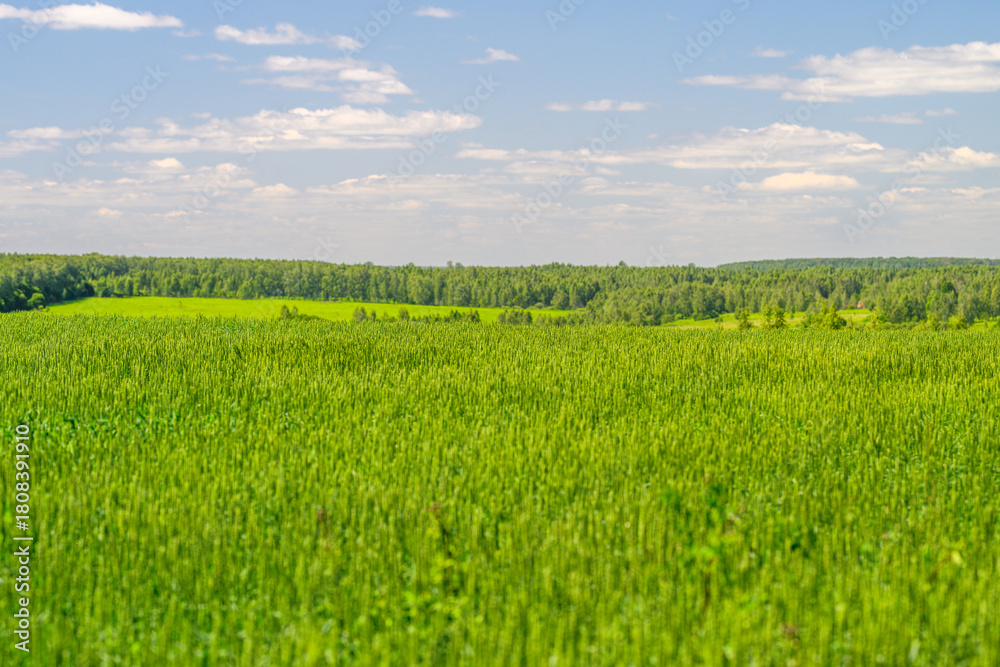 Obraz premium A Lush Green Field Stretched Out Under a Bright Blue Sky Filled with White Clouds