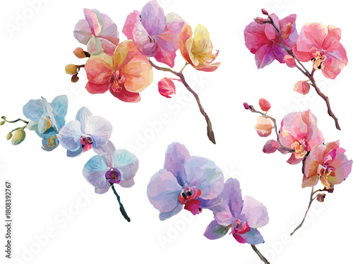 orchid flowers isolated on white