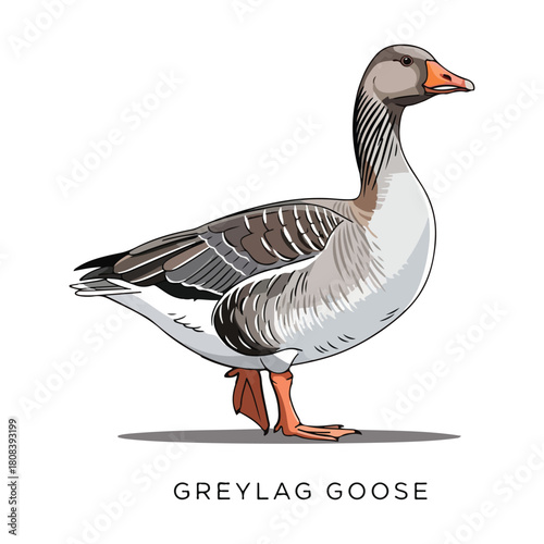 Greylag Goose  Vector Illustration Collection of Wild Animals