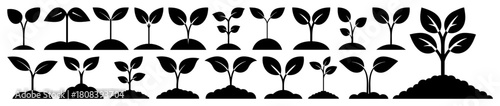 Seedling Plant Growth Stages, Evolution Silhouette Set, Botanical Development Timeline on Transparent Background