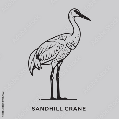Crane Collection of Wild Animal Vector Illustration