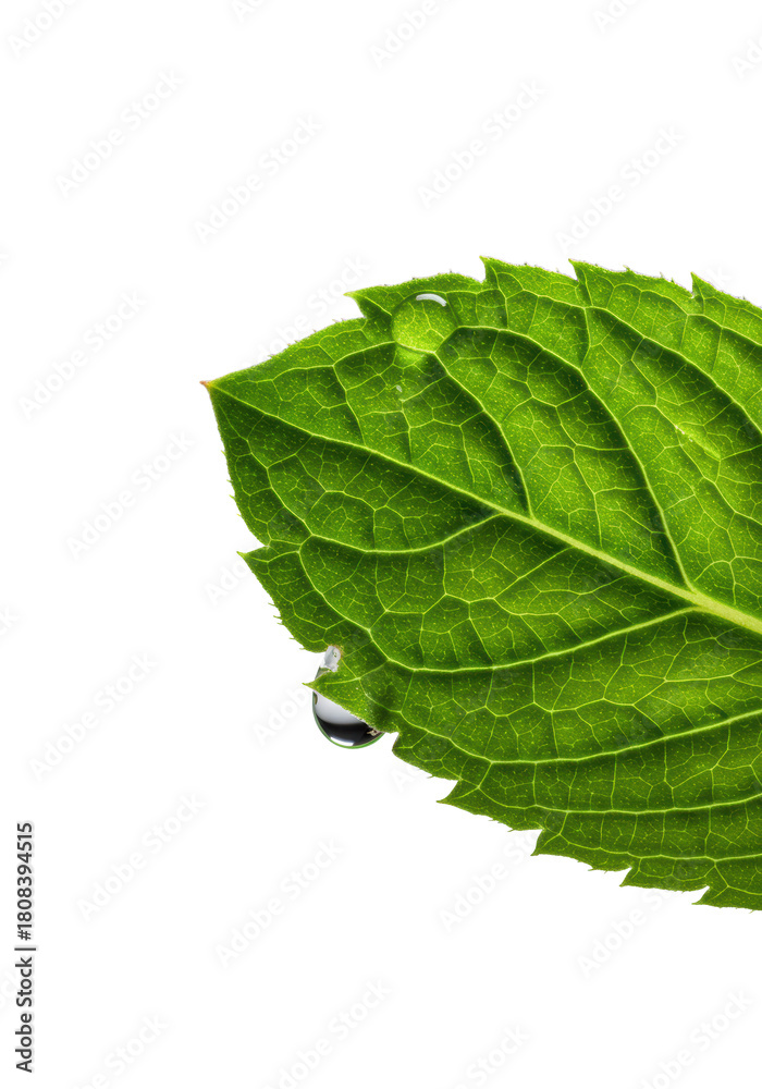 Obraz premium Emerald green mint sprig, torn velvety leaf revealing inner structure, glistening moisture bead, dewy veins. Isolated on clean transparent, extreme macro, fragility and intricate beauty concept.