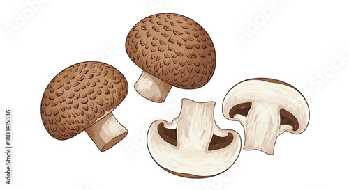 Brown cremini mushrooms are shown whole and sliced in half in a detailed hand-drawn illustration on a white background.