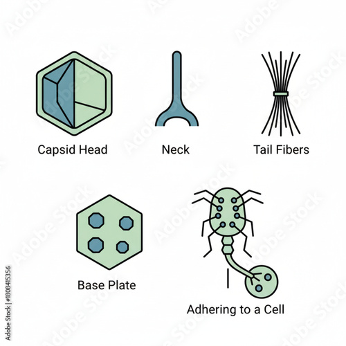 Bacteriophage Components Head, Neck, Fibers, Plate & Cell Adhesion