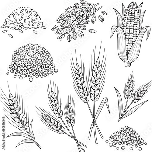 Collection of various cereal grains and corn illustration