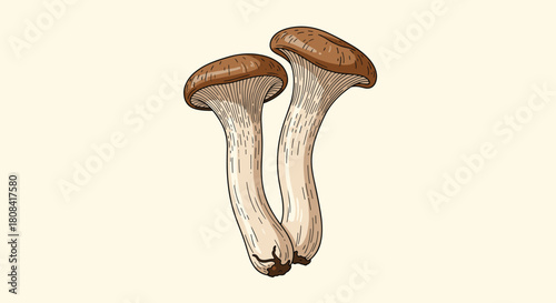 A detailed hand-drawn illustration of two fresh king oyster mushrooms also known as eryngii is shown on a light background.