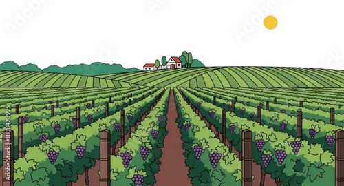 vineyard in the morning