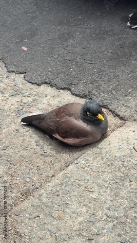 close up of myna bird sitting alone on asphalt concrete ground